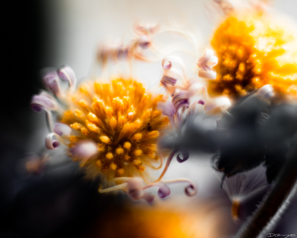 Photos of flowers, focaccia, fun Lucky Charms, and pretty Berkeley neighborhood sights.